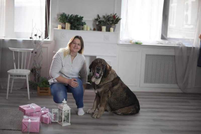 Испанский мастиф - Изображение #3, Объявление #1670601