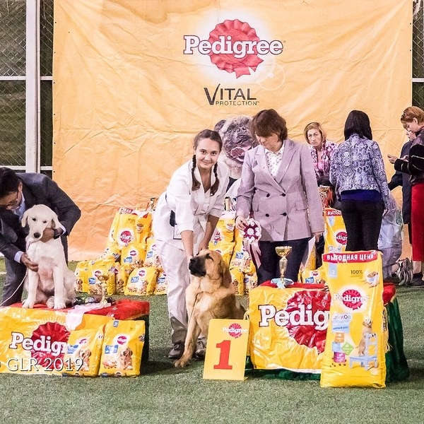 Испанский мастиф - Изображение #5, Объявление #1670601