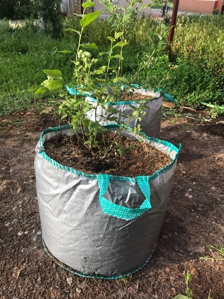 Питомник плодовых культур реализует саженцы оптом и розницу - Изображение #4, Объявление #1033403