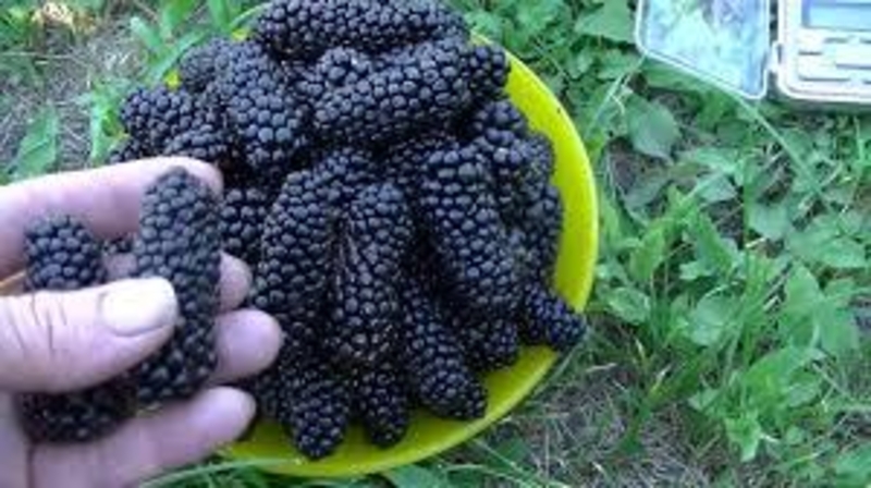 Питомник плодовых культур реализует саженцы оптом и розницу - Изображение #3, Объявление #1033403