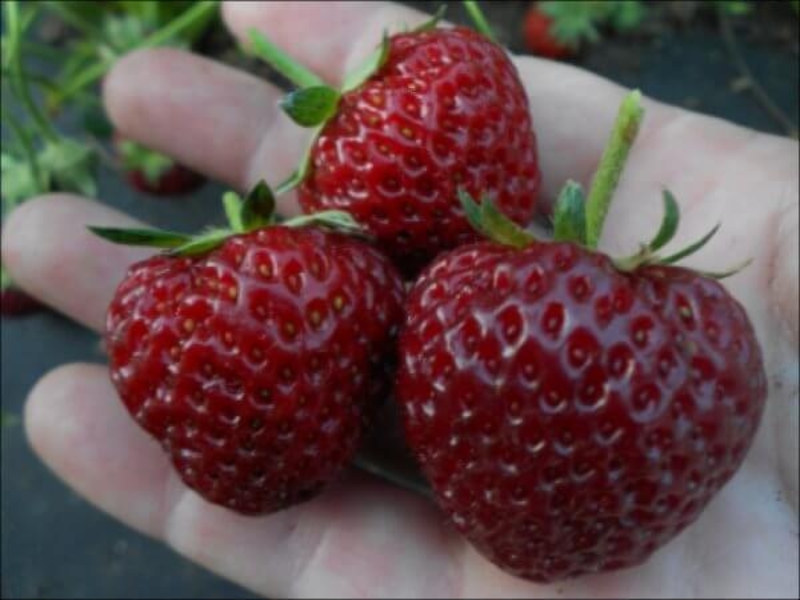 Рассада клубники 25 сортов.  - Изображение #3, Объявление #1374792