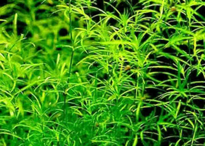 Аквариумные растения. - Изображение #3, Объявление #1673387