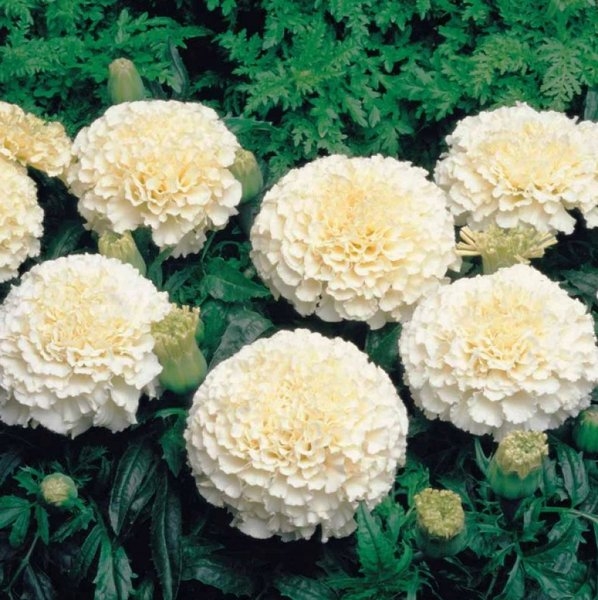 Продам рассаду «Бархатцы (Тагетес)» - Изображение #3, Объявление #1679074