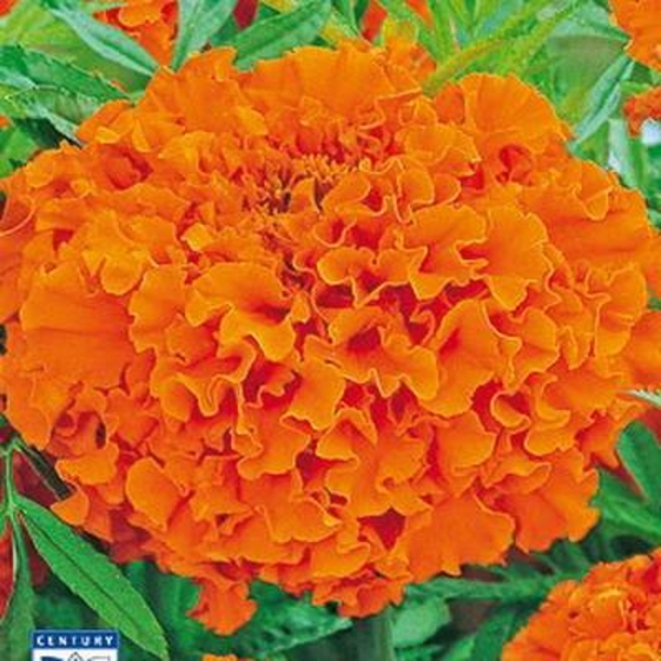 Продам рассаду «Бархатцы (Тагетес)» - Изображение #4, Объявление #1679074