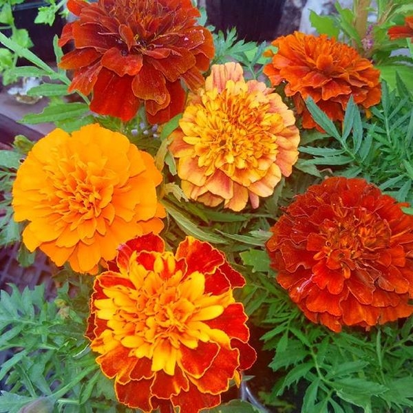 Продам рассаду «Бархатцы (Тагетес)» - Изображение #5, Объявление #1679074