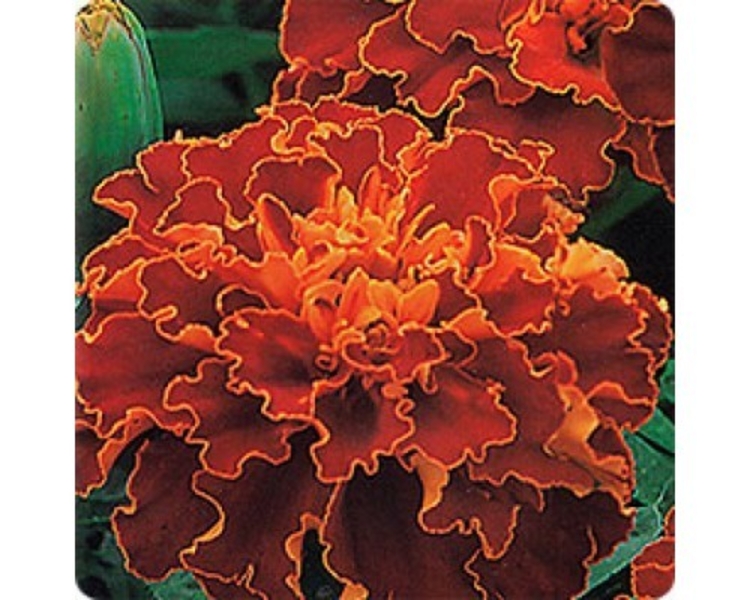 Продам рассаду «Бархатцы (Тагетес)» - Изображение #6, Объявление #1679074