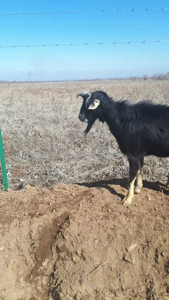 Осеменение. Молочные породы. Козы - Изображение #4, Объявление #1678919