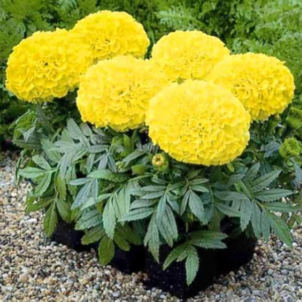 Продам рассаду «Бархатцы (Тагетес)» - Изображение #7, Объявление #1679074