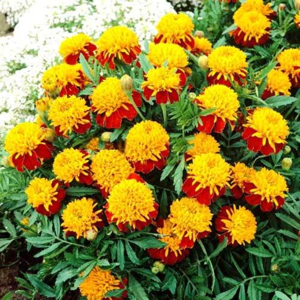 Продам рассаду «Бархатцы (Тагетес)» - Изображение #9, Объявление #1679074