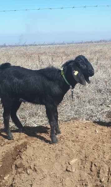 Осеменение. Молочные породы. Козы - Изображение #5, Объявление #1678919