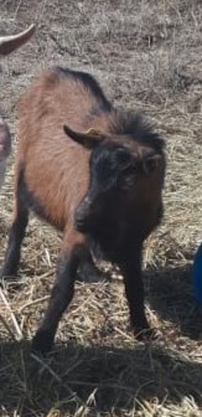 Осеменение. Молочные породы. Козы - Изображение #8, Объявление #1678919