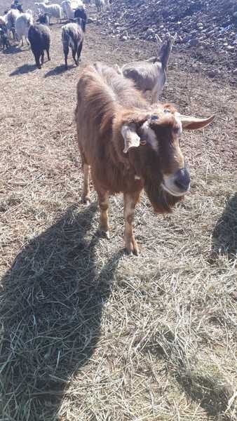 Осеменение. Молочные породы. Козы - Изображение #7, Объявление #1678919