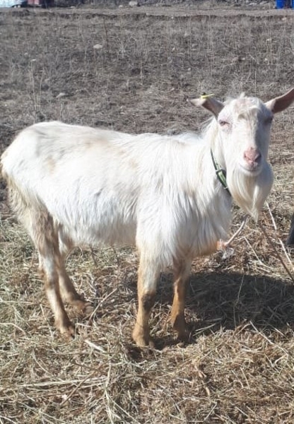 Осеменение. Молочные породы. Козы - Изображение #6, Объявление #1678919