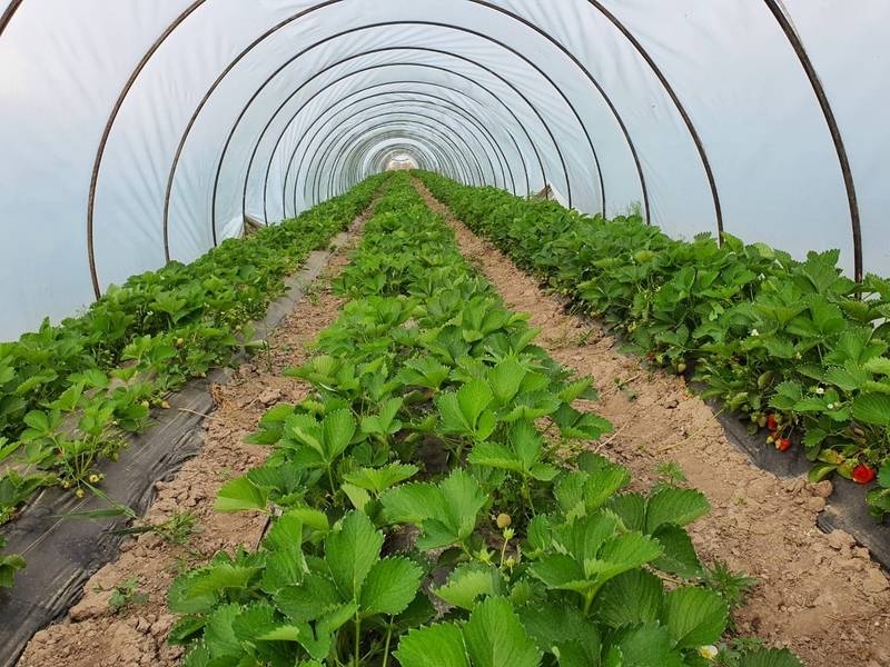  Алматинская клубника - Изображение #3, Объявление #1682008