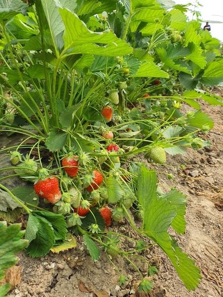  Алматинская клубника - Изображение #4, Объявление #1682008