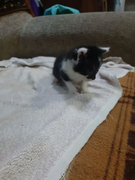 Милые котята ищут дом - Изображение #3, Объявление #1684243