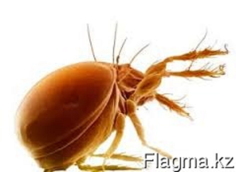 Уничтожение блох в Алматы и Алматинской области - Изображение #3, Объявление #1131158