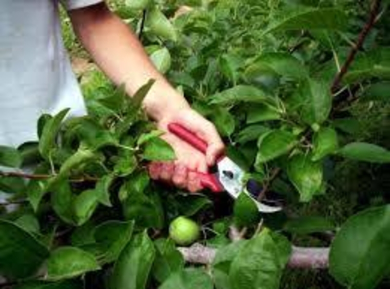 ОБРЕЗКА ПЛОДОВЫХ ДЕРЕВЬЕВ В АЛМАТЫ - Изображение #2, Объявление #1314606