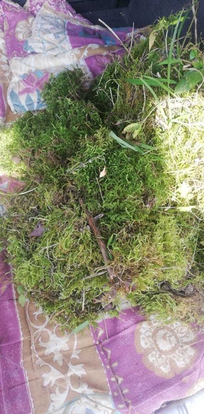 Мох сфагнум - Изображение #3, Объявление #1687659