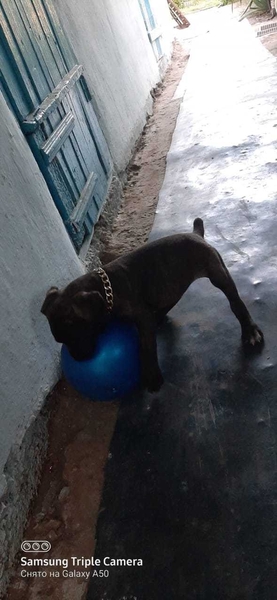 Щенки итальянского мастифа - Изображение #3, Объявление #1679902