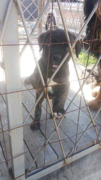 Щенки итальянского мастифа - Изображение #4, Объявление #1679902