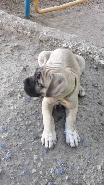 Щенки итальянского мастифа - Изображение #5, Объявление #1679902