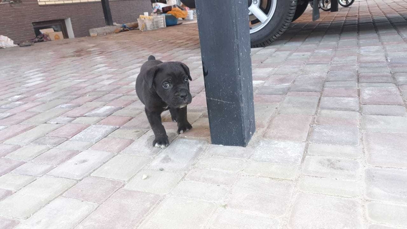 Щенки итальянского мастифа - Изображение #6, Объявление #1679902