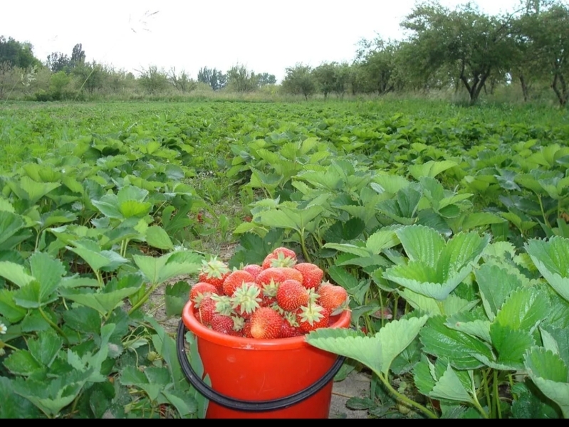  Продажа саженцев - Изображение #3, Объявление #1688627