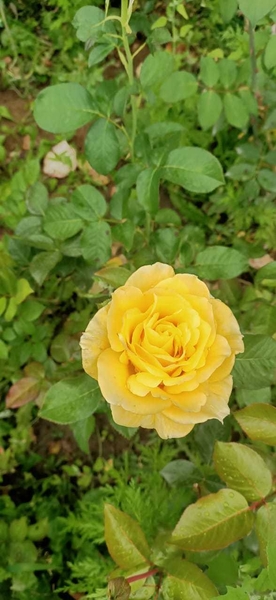  Продажа саженцев - Изображение #4, Объявление #1688627