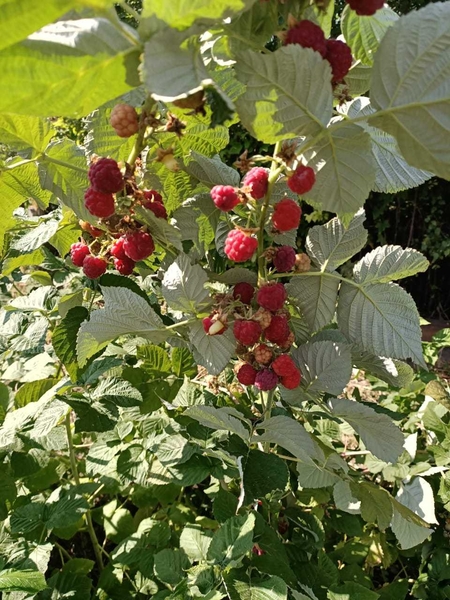  Продажа саженцев - Изображение #5, Объявление #1688627