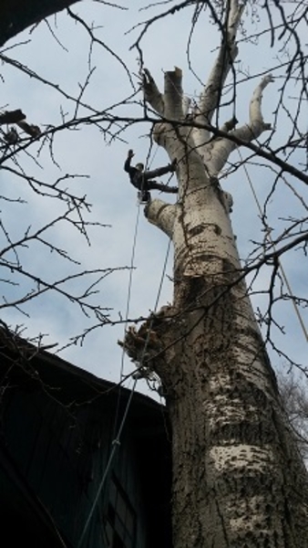 Спилим, обрежем деревья. Верхолаз (арборист) Евгений, спецтехника. - Изображение #7, Объявление #1337163