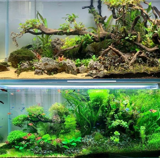 Природный аквариум  - Изображение #4, Объявление #1705455