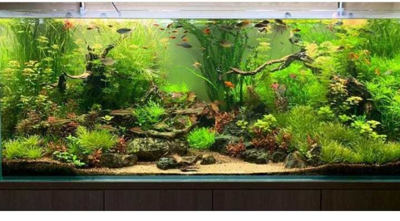 Аквариум с натуральными растениями и рыбками  - Изображение #3, Объявление #1706878