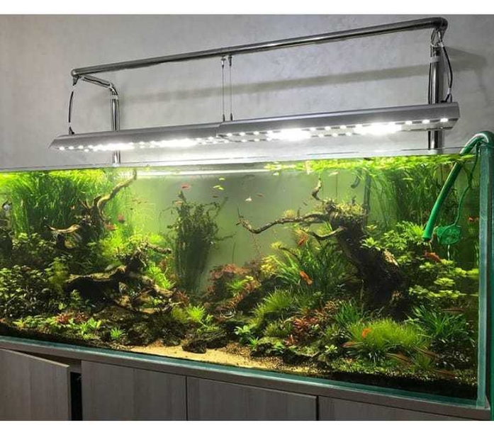 Аквариум с натуральными растениями и рыбками  - Изображение #4, Объявление #1706878