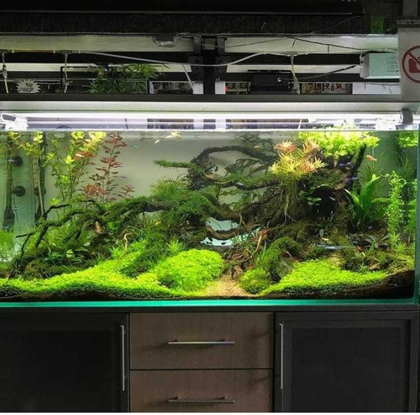 Аквариум с натуральными растениями и рыбками  - Изображение #5, Объявление #1706878