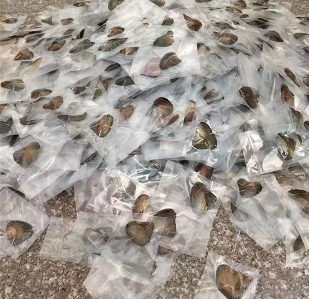 Продажа устриц с 8 жемчужинами - Изображение #3, Объявление #1696810