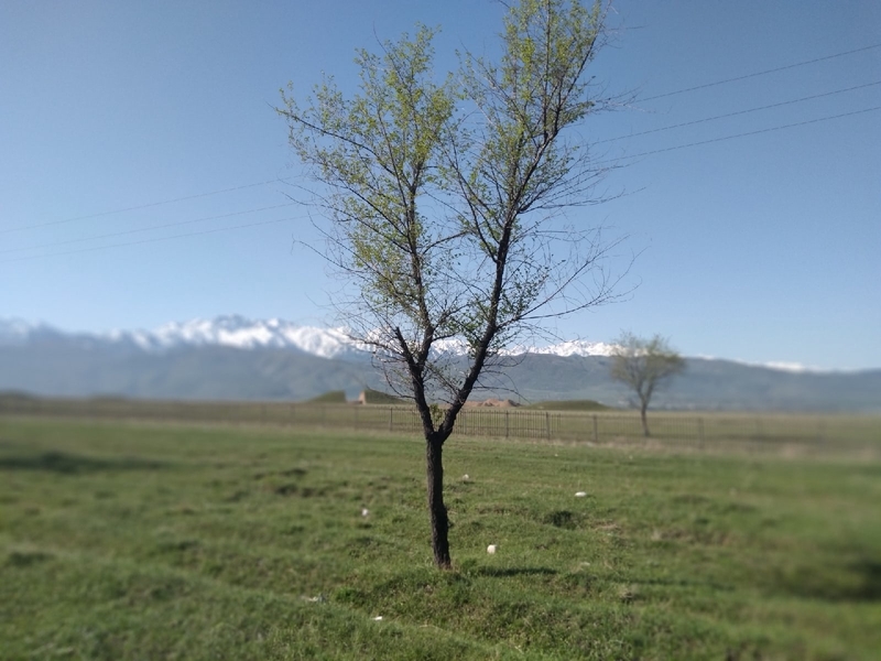 Дача в аренду.  Иссык. - Изображение #4, Объявление #1717092