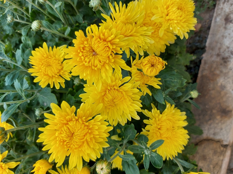 продам многолетние цветы  - Изображение #1, Объявление #1723715