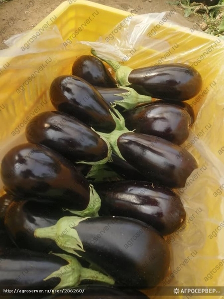 Баклажан свежие                                                                  - Изображение #1, Объявление #1724269
