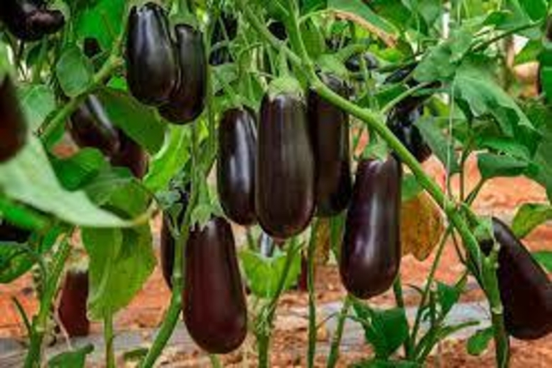 Баклажан свежие                                                                  - Изображение #2, Объявление #1724269