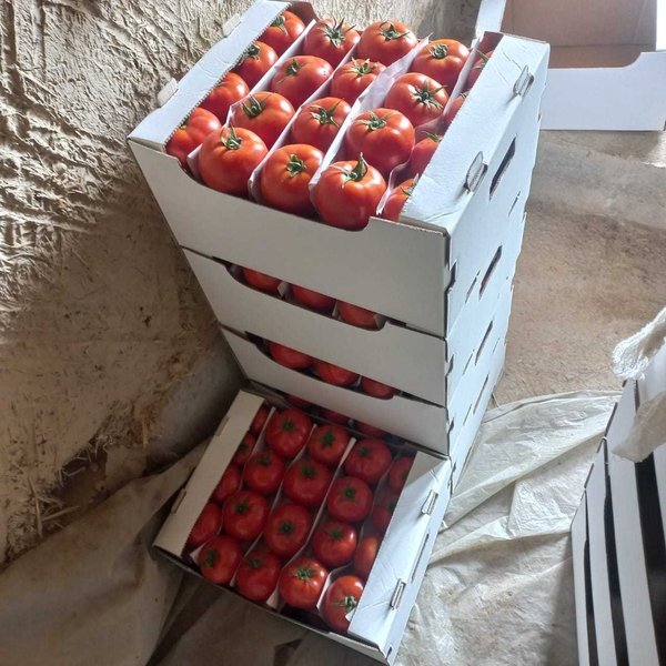 Помидоры из Ирана                                                 - Изображение #2, Объявление #1724273
