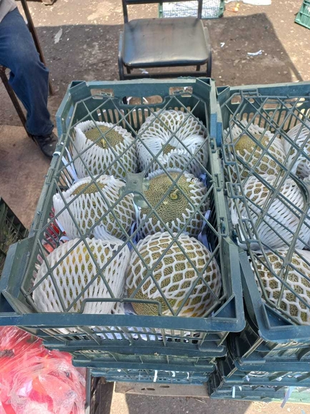 Дыня колхозница производство Иран - Изображение #2, Объявление #1724255