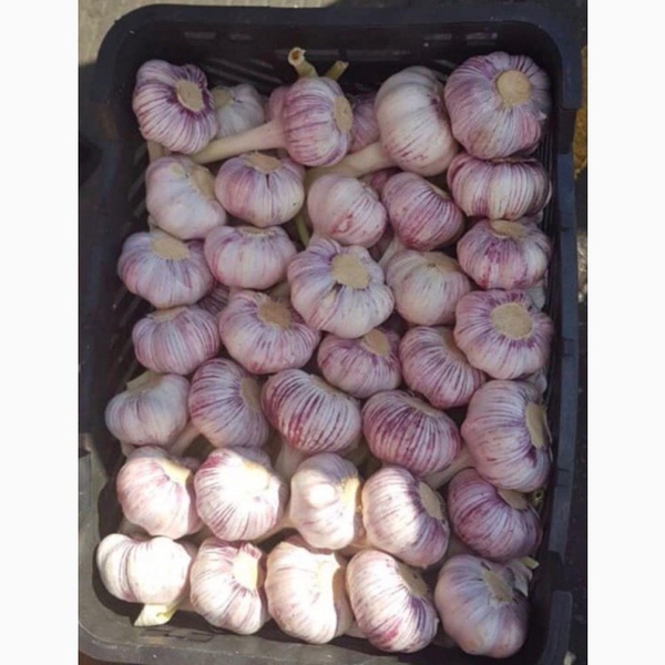 Чеснок свежий размер                                      - Изображение #2, Объявление #1724417