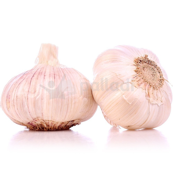 Чеснок свежий размер                                      - Изображение #1, Объявление #1724417