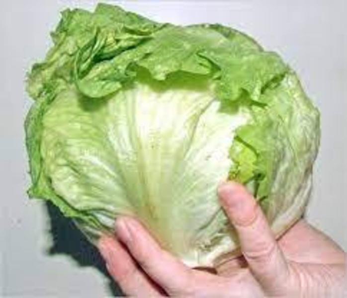 Капуста Айсберг ( салатный лист ) - Изображение #4, Объявление #1724327