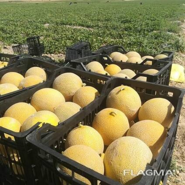 Дыня сорт 1 размер средние ( вес 3-4 кг )  - Изображение #1, Объявление #1724324