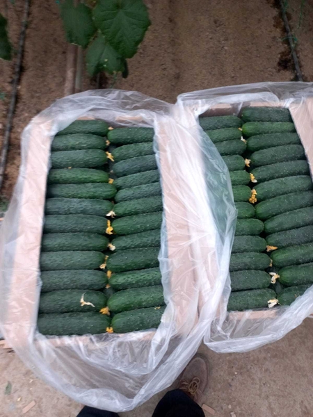 Огурцы сорт, тепличные, длинные, средние и.т.д.                                  - Изображение #2, Объявление #1724321