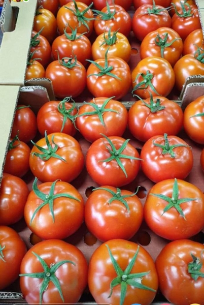 Помидоры сорт, с листьями, без листьев, розовые                                . - Изображение #3, Объявление #1724322