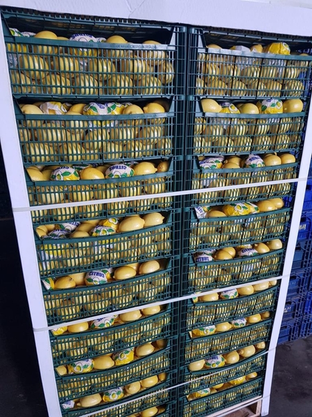 Лимон сорт1 салофане                                         - Изображение #2, Объявление #1724325