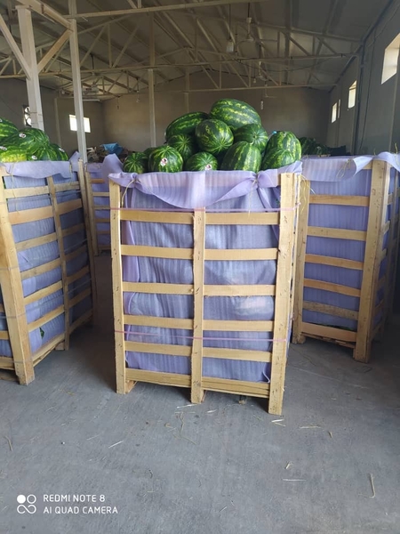 Арбузы (6-8 кг) - Изображение #1, Объявление #1724409